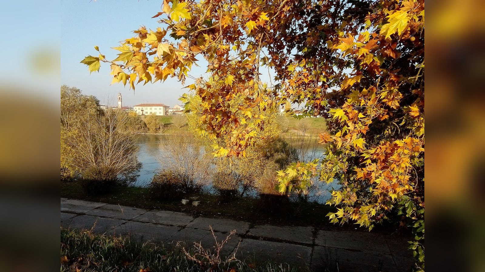 Un albero autunnale lungo l'Adige nella pianura veronese